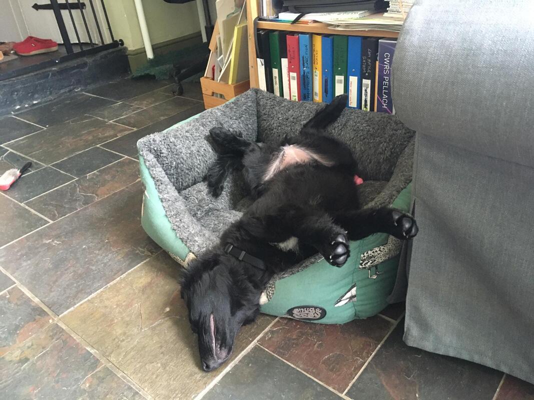 A black border collie lying on her back in a basket, front legs outstretched, and back legs splayed open. Her head has fallen out of the basket.