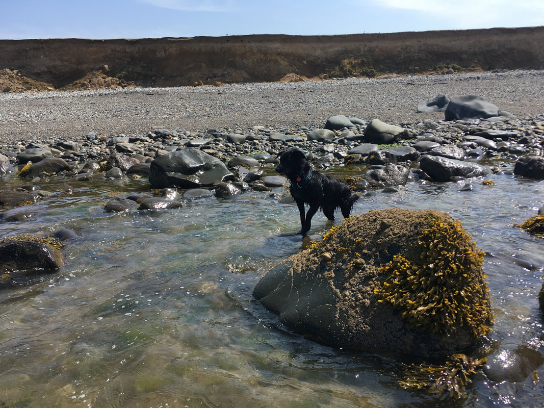 Standing in the sea looking up the beach towards sandy cliffs. In the foreground stands a small black dog with one paw in the air. 