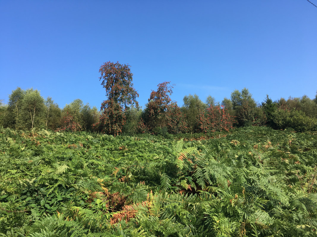 A slope of green bracken with trees on the top of the hillside covered in red berries and a bright blue sky
