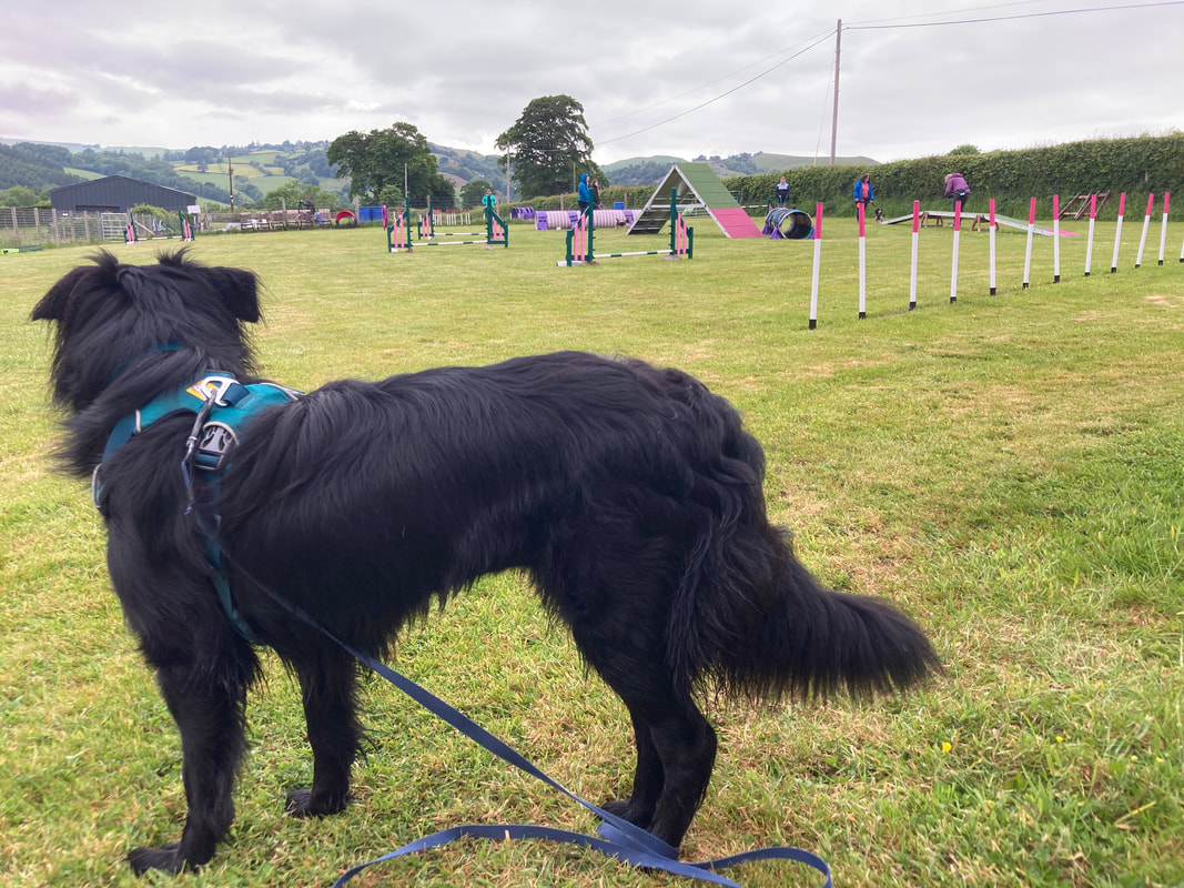 Black collie dog in foreground looking towards a grassy field set up with dog agility equipment.