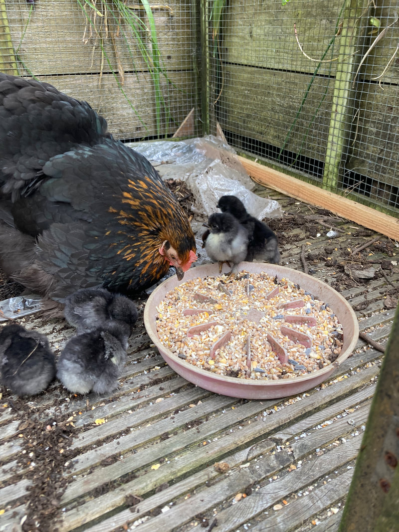 Black and Brown adult chicken surrounded with black fluffy chicks, pecking at a dish of food. 