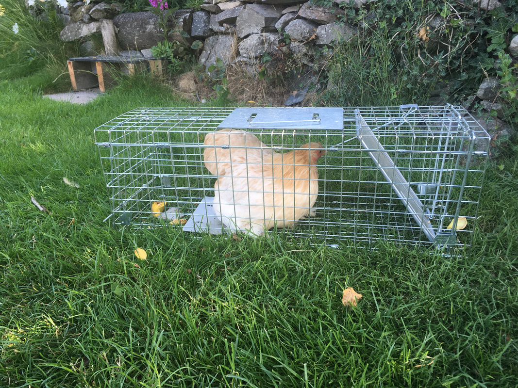 A pale gingery chicken inside a wire humane cage trap. 