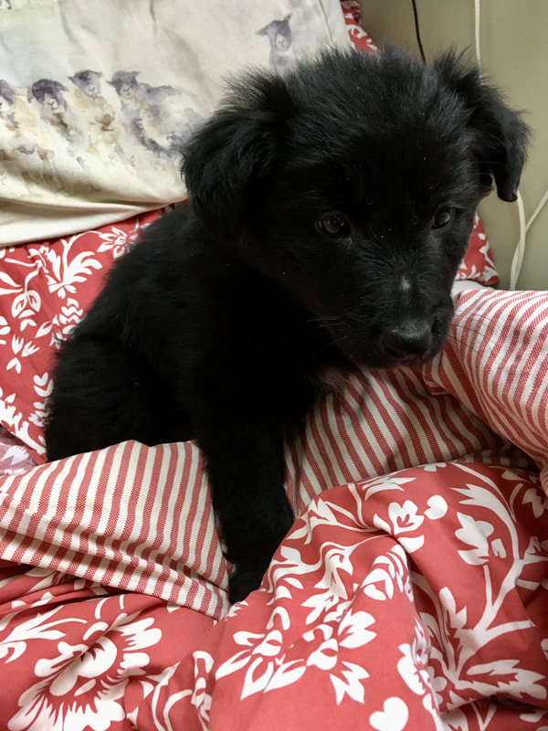 A small black puppy sits on a red floral duvet looking towards the camera