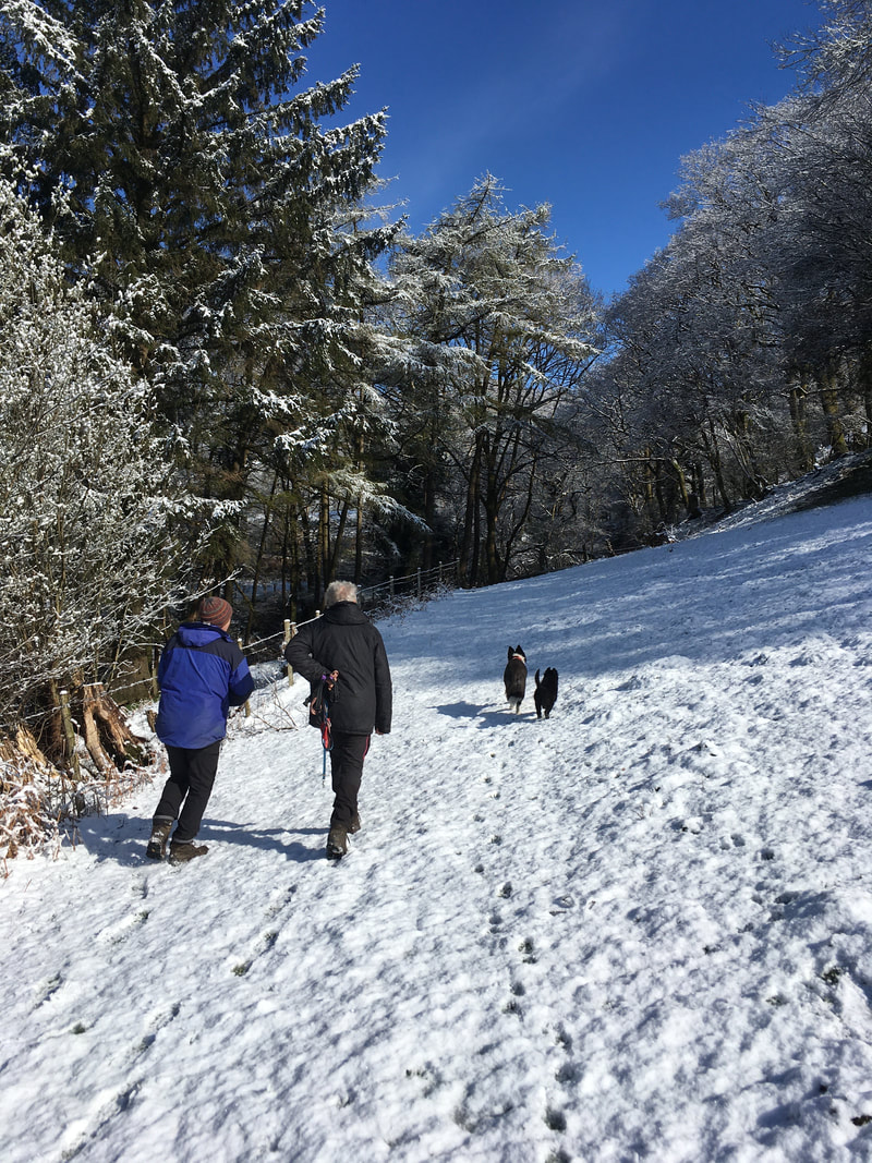 Two people and two dogs walking up a snow covered field with trees covered with snow and a bright blue sky