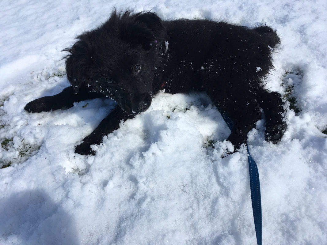 A small black puppy lying the snow looking up at the camera
