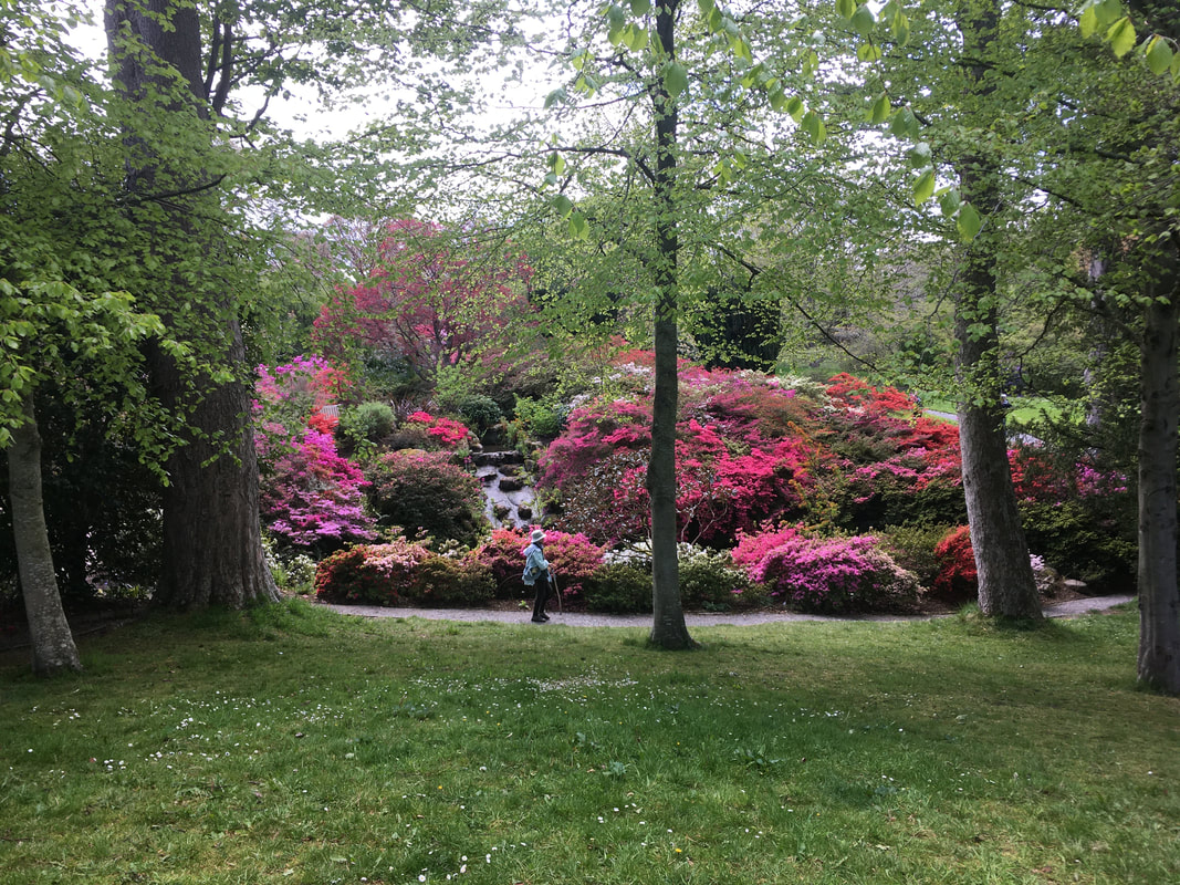 A bank filled with rhododendrons in many shades of purple, magenta, pink and cerise