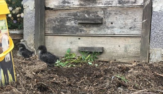 Two small black chicks in front of a compost heap.
